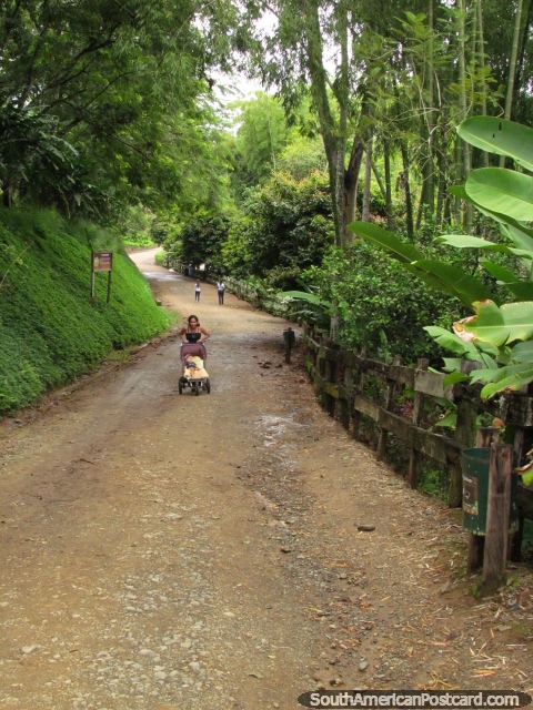 Caminando por los senderos arbolados en Panaca en Armenia. (480x640px). Colombia, Sudamerica.