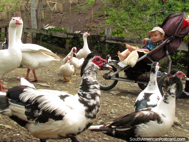 Panaca is a great place for kids to enjoy the animals in Armenia. (640x480px). Colombia, South America.