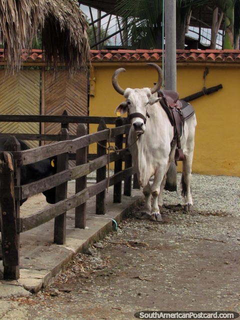 A handsome cow with horns all saddled up at Panaca animal park in Armenia. (480x640px). Colombia, South America.
