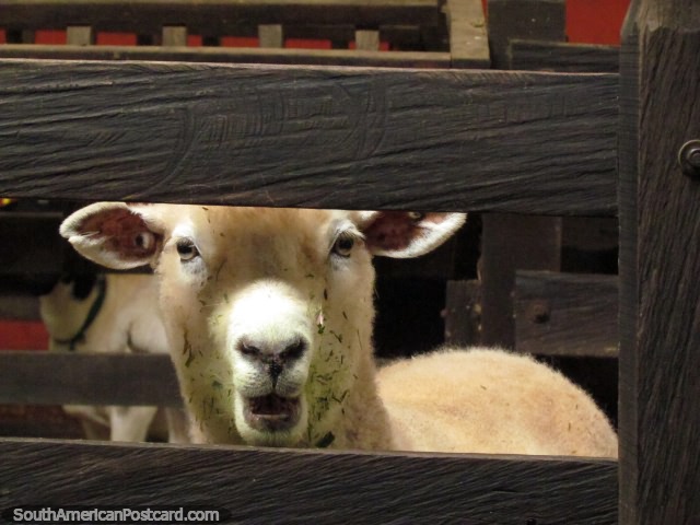 Uma ovelha  uma ovelha  uma ovelha, parque dos animais de Panaca na Armnia. (640x480px). Colmbia, Amrica do Sul.