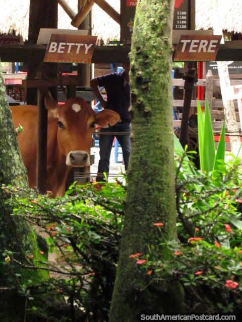 Betty la vaca, uno de muchos animales amistosos en Panaca granja de animales en Armenia. (480x640px). Colombia, Sudamerica.