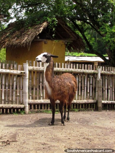 A brown llama, one of a few llamas at Panaca in Armenia. (480x640px). Colombia, South America.