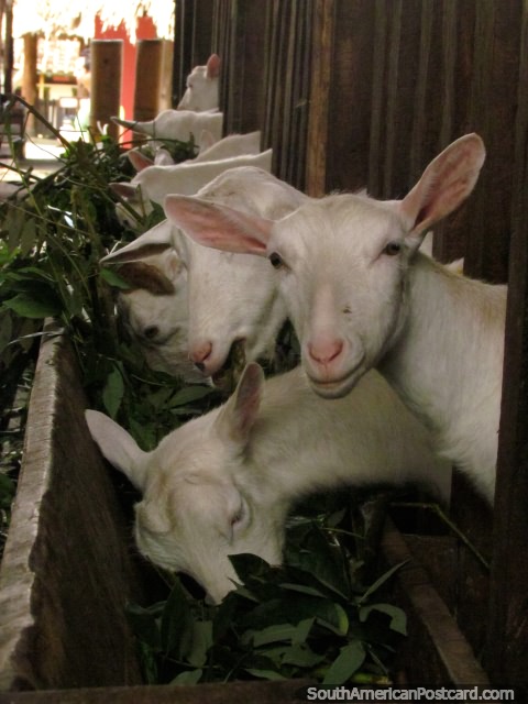 Voy a nombrar el Gerald la cabra, lindo rosado de los odos, Panaca granja de animales, Armenia. (480x640px). Colombia, Sudamerica.