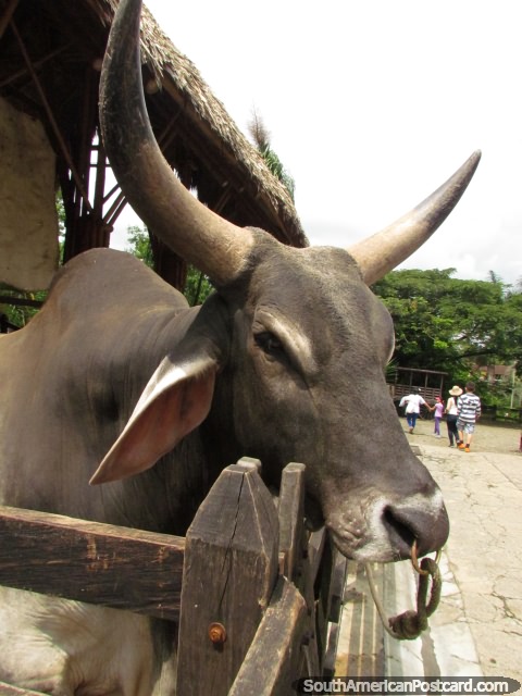 Una vaca de cuernos grandes, parece amable, parque de animales Panaca, Armenia. (480x640px). Colombia, Sudamerica.