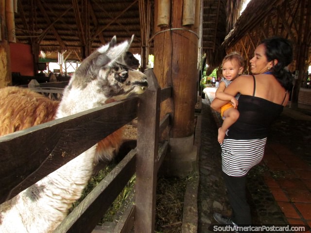 Llama and child enjoy each others funny faces at Panaca animal farm in Armenia. (640x480px). Colombia, South America.