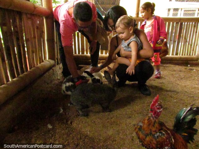 Bunny rabbits and chickens for kids to enjoy at Panaca park in Armenia. (640x480px). Colombia, South America.