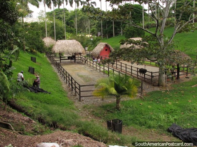 La estacin de caballo en parque de animales Panaca en Armenia. (640x480px). Colombia, Sudamerica.