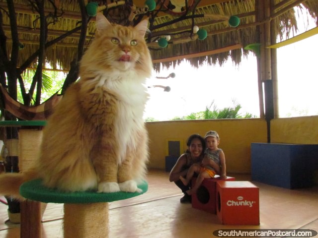 La casa de los gatos en el parque de animales Panaca en Armenia. (640x480px). Colombia, Sudamerica.
