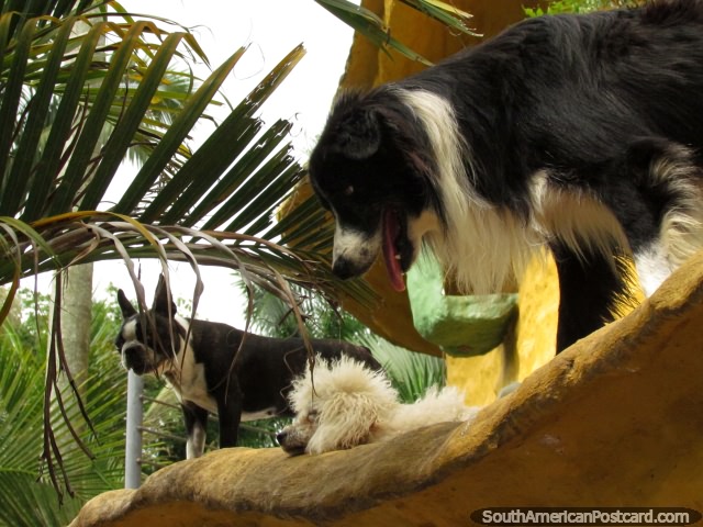 Perros en el techo de la caseta de perro en Panaca granja de animales en Armenia. (640x480px). Colombia, Sudamerica.