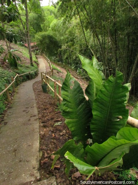 Path through a beautiful forest of trees and bamboo at Panaca park in Armenia. (480x640px). Colombia, South America.