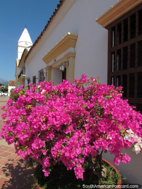 Beautiful pink flowers beside a building at Plaza Lopez in Valledupar. (480x640px). Colombia, South America.