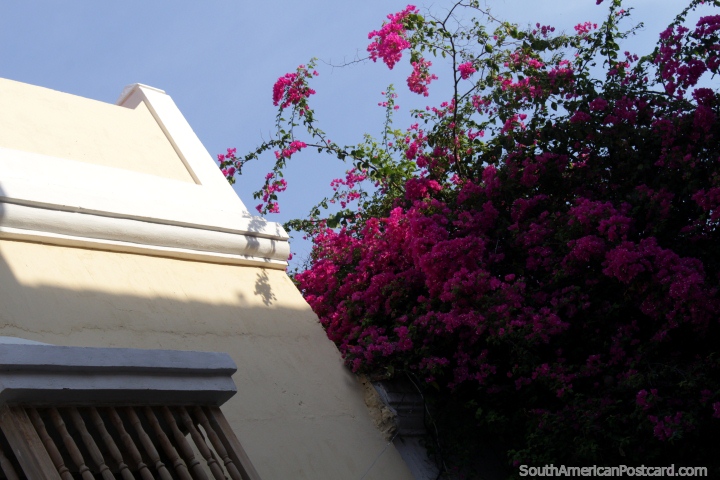 Flores rosa no sol de manh ao lado de uma fachada branca em Cartagena. (720x480px). Colmbia, Amrica do Sul.