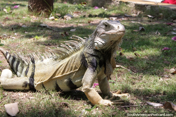 A grande iguana em Parque do Centenario em Cartagena, suspeito que  o mesmo um vi 6 anos antes. (720x480px). Colmbia, Amrica do Sul.