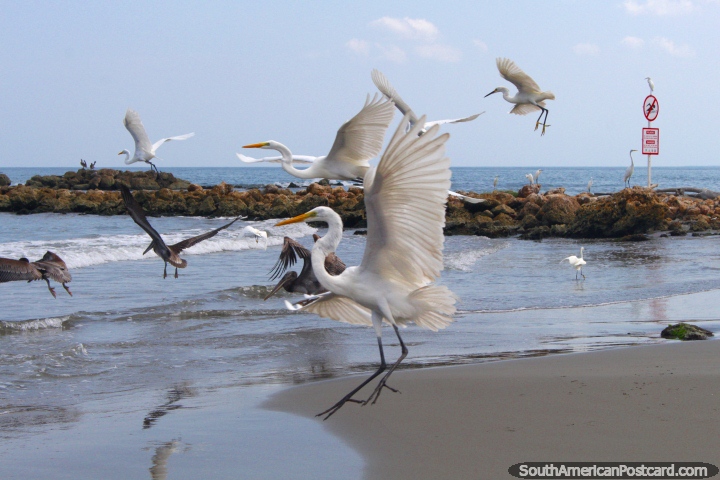 Cigüeñas blancas y pelícanos enloquecimiento y dividir mi compañía en la playa en Cartagena. (720x480px). Colombia, Sudamerica.