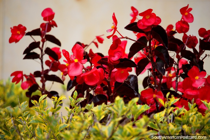 Flores vermelhas e um jardim verde em Tunja. (720x480px). Colômbia, América do Sul.