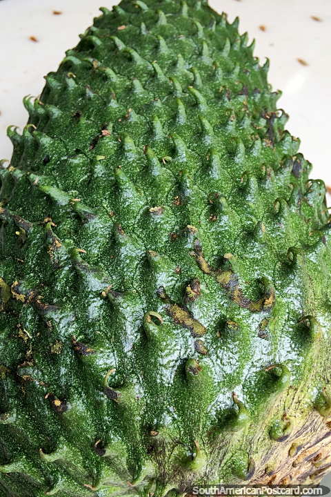 Guanabana or Soursop with a flavour similar to a combination of strawberry and apple. Is it a cancer cure? Tunja. (480x720px). Colombia, South America.