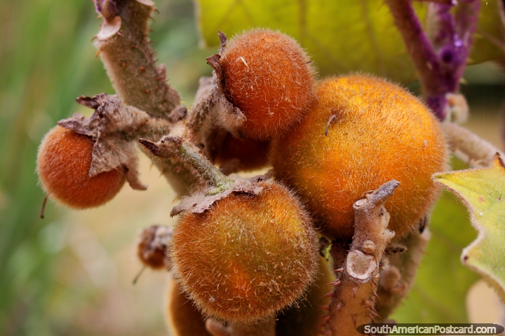 Furry fruit on a tree, the Terracotta House has gardens all around it, Villa de Leyva. (720x480px). Colombia, South America.