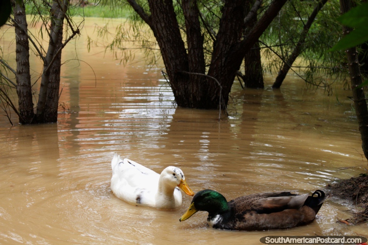 Pair of ducks, white and brown, in the pond at the back of the Terracotta House in Villa de Leyva. (720x480px). Colombia, South America.
