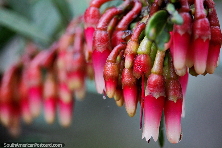 Sanctuary of Flora and Fauna Iguaque near Villa de Leyva, red flower pods. (720x480px). Colombia, South America.