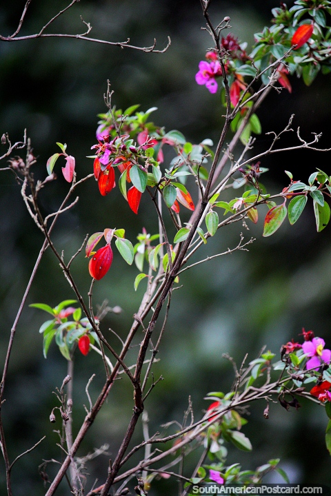 Folhas coloridas e flores perto de Villa de Leyva - Santurio de Flora e Fauna Iguaque. (480x720px). Colmbia, Amrica do Sul.