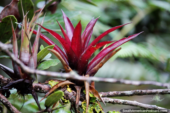 Planta de lino rojo, en busca de plantas interesantes en el Santuario de Flora y Fauna Iguaque, Villa de Leyva. (720x480px). Colombia, Sudamerica.