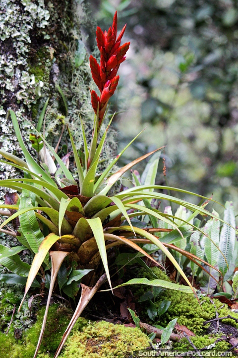 Racimo de flores rojas en los bosques del Santuario de Flora y Fauna Iguaque, Villa de Leyva. (480x720px). Colombia, Sudamerica.