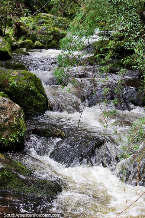 Las aguas de un ro se mueven sobre las rocas en el Santuario de Flora y Fauna Iguaque, Villa de Leyva. (480x720px). Colombia, Sudamerica.