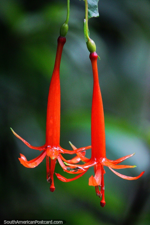 As vagens de flor cor-de-laranja suspendem abaixo, o Santurio de Flora e Fauna Iguaque, Villa de Leyva. (480x720px). Colmbia, Amrica do Sul.