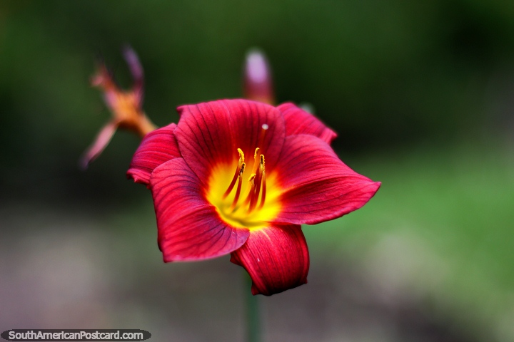 Beautiful flower of red and yellow at Antonio Ricaurte Museum in Villa de Leyva. (720x480px). Colombia, South America.
