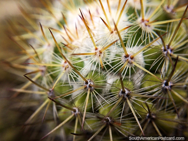 Macro shot of a cactus taken at the Terracotta House in Villa de Leyva. (640x480px). Colombia, South America.