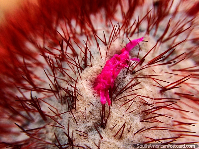Tip of a red cactus, macro shot from the Terracotta House in Villa de Leyva. (640x480px). Colombia, South America.