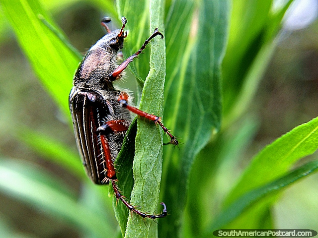Pequeno inseto, foto macro do Santurio de Flora e Fauna Iguaque, Villa de Leyva. (640x480px). Colmbia, Amrica do Sul.