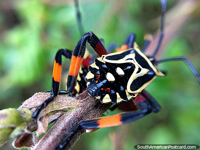 Un insecto interesante en el Santuario de Flora y Fauna Iguaque cerca de Villa de Leyva, macro. (640x480px). Colombia, Sudamerica.