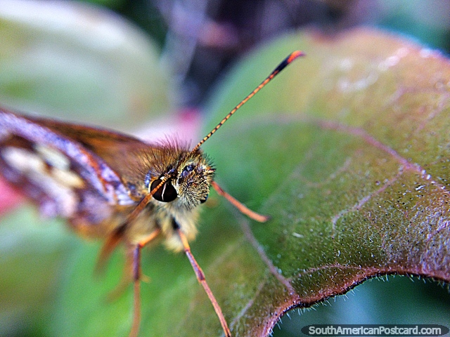 Lindo insecto, macro fotografa en el Santuario de Flora y Fauna Iguaque cerca de Villa de Leyva. (640x480px). Colombia, Sudamerica.