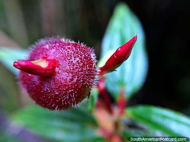 Pequea vaina de flor roja, naturaleza de cerca, Santuario de Flora y Fauna Iguaque, Villa de Leyva. (640x480px). Colombia, Sudamerica.