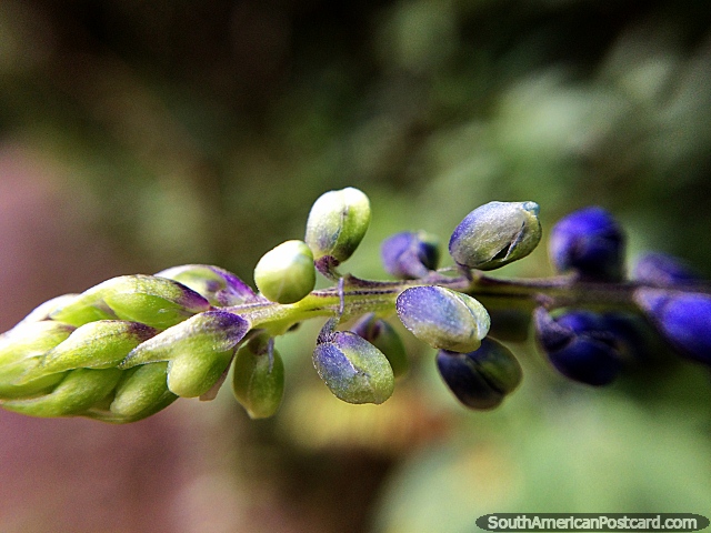 Green flower pods changing to purple, macro photo, Sanctuary of Flora and Fauna Iguaque, Villa de Leyva. (640x480px). Colombia, South America.