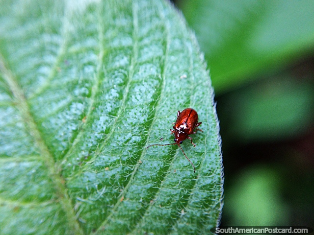 Little red and brown beetle on a leaf, macro photo, Sanctuary of Flora and Fauna Iguaque, Villa de Leyva. (640x480px). Colombia, South America.