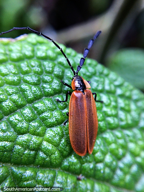 Foto macro de un escarabajo marrn y negro en el Santuario de Flora y Fauna Iguaque, Villa de Leyva. (480x640px). Colombia, Sudamerica.