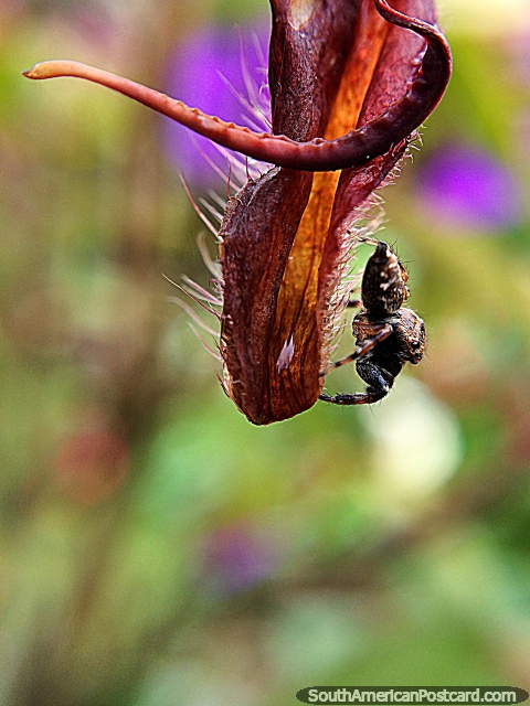 Tiny spider, macro photo at the Sanctuary of Flora and Fauna Iguaque, Villa de Leyva. (480x640px). Colombia, South America.