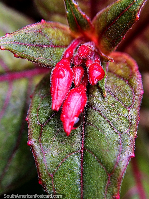 Los detalles de la naturaleza, vainas de flores rojas, hojas de color verde oscuro, Santuario de Flora y Fauna Iguaque, Villa de Leyva. (480x640px). Colombia, Sudamerica.