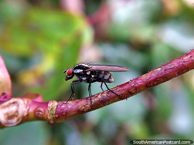 Somente uma mosca mas ele olhadas seguras esfria na macro! Santuário de Flora e Fauna Iguaque, Villa de Leyva. (640x480px). Colômbia, América do Sul.