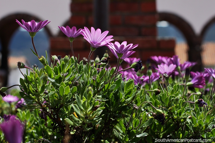 Purple flowers look nice in the sun at the plaza in Guatavita. (720x480px). Colombia, South America.