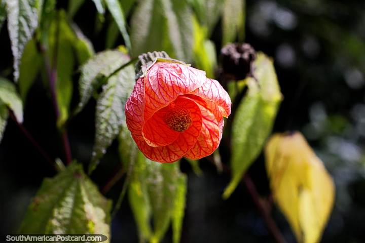 Blossoming red flower in the sun, flora at the sacred lagoon in Guatavita. (720x480px). Colombia, South America.