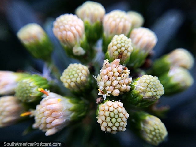 Tiny flower and buds, macro photo taken while walking to the Guatavita lagoon. (640x480px). Colombia, South America.