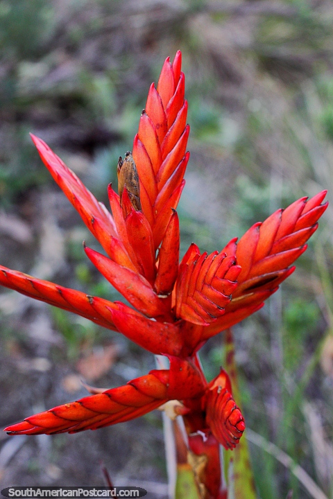 Flax-like red plant with an interesting star shape at Cacique Lagoon Reserve, Guatavita. (480x720px). Colombia, South America.