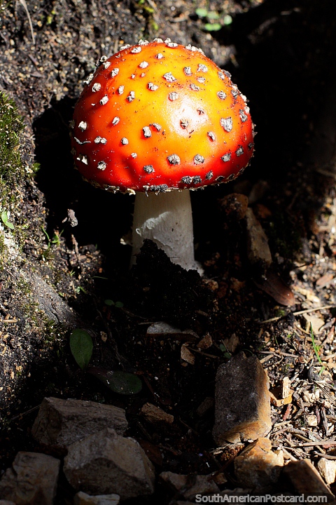 Golf ball version of a toadstool, flora along the pathways of the sacred lagoon in Guatavita. (480x720px). Colombia, South America.