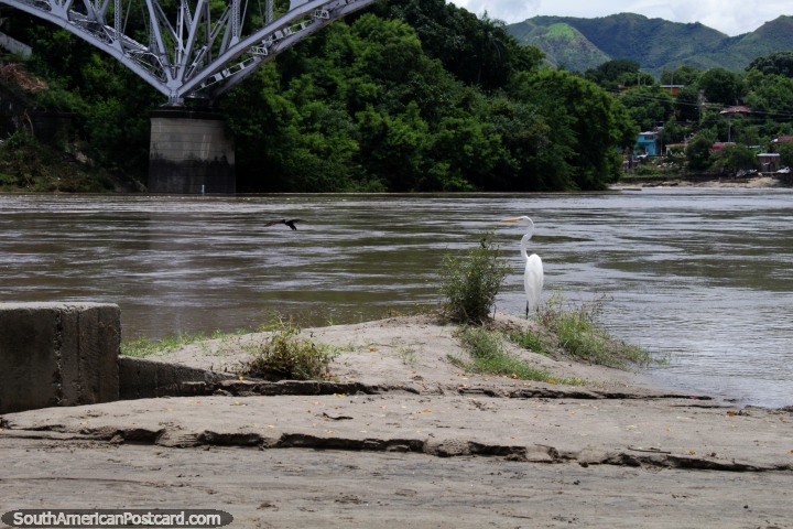Cegonha branca na borda do Rio de Magdalena em Girardot, procurando comida. (720x480px). Colmbia, Amrica do Sul.