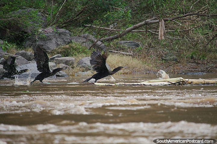 Os pssaros de rio pretos pem-se em fuga no Rio de Magdalena em Girardot. (720x480px). Colmbia, Amrica do Sul.