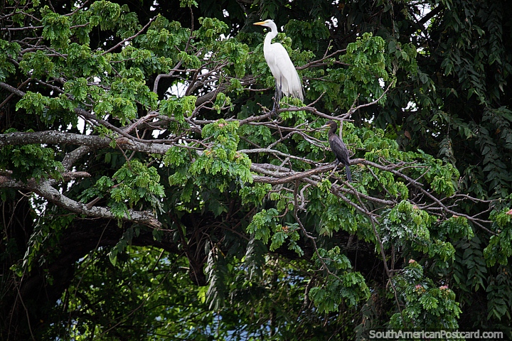 White stork and black river bird in a tree overlooking the Magdalena River in Girardot. (720x480px). Colombia, South America.