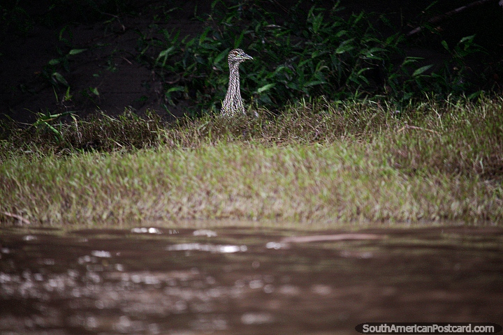 O grande pssaro, obscurecido, espreita fora dos arbustos junto do Rio de Magdalena em Girardot. (720x480px). Colmbia, Amrica do Sul.